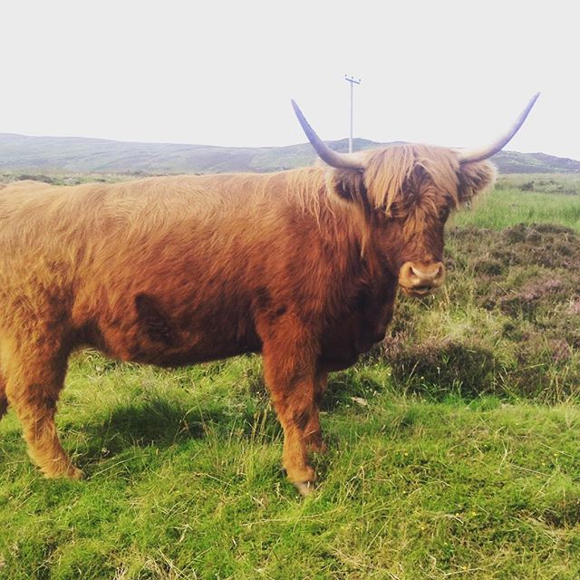 Skotsky kravy maji sweeg 🏻️ #krava #milka #cokomilka #cow #scotland #onamastyl 